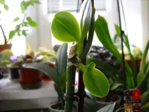 Citokininlebontó paszta orchideák