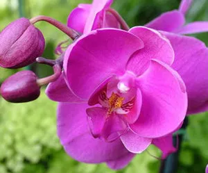 Citokininlebontó paszta leírása és alkalmazása a tenyésztési orchideák