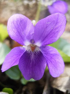 Ce fel de palustris flori Viola și violet parfumat și domeniul de aplicare tot mai mare de violete parfumate în