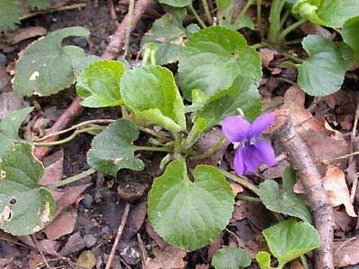 Ce fel de palustris flori Viola și violet parfumat și domeniul de aplicare tot mai mare de violete parfumate în