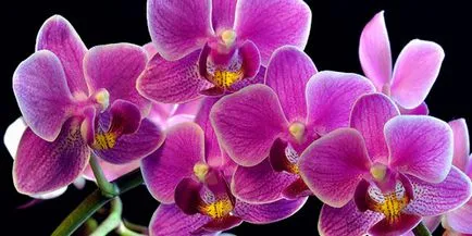 Citokininlebontó paszta leírása és alkalmazása a tenyésztési orchideák