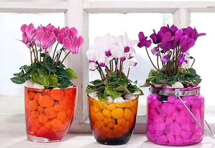 îngrijire Cyclamen, cultivare, reproducere la domiciliu