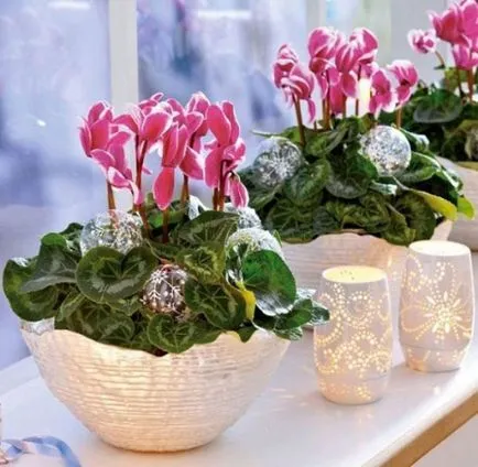 îngrijire Cyclamen, cultivare, reproducere la domiciliu