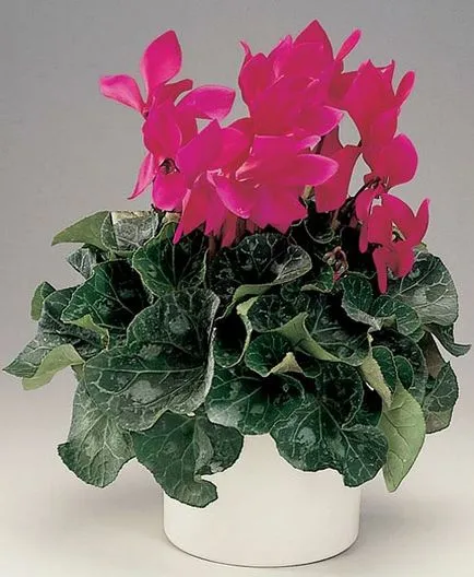 îngrijire Cyclamen, cultivare, reproducere la domiciliu