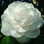 floare Camellia