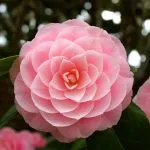 floare Camellia