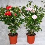 floare Camellia