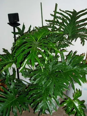 Philodendron цветни снимки и имена на видове, грижи у дома, размножаване растения