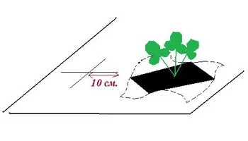 Acest articol este despre cultivarea de căpșuni, care sunt ușor de întreținut