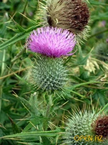 Flowers - a nemzeti jelkép az ország - Discover Azerbajdzsán!