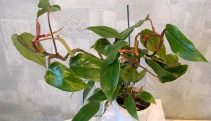 Philodendron цветни снимки и имена на видове, грижи у дома, размножаване растения