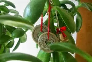 Грошове дерево своїми руками (символічного грошового дерева) Грошове дерево своїми руками