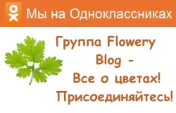 Copaci în floare, flori-blog