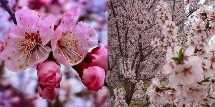 Copaci în floare, flori-blog