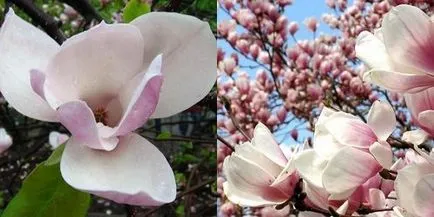 Fák virágzás, virágos-blog