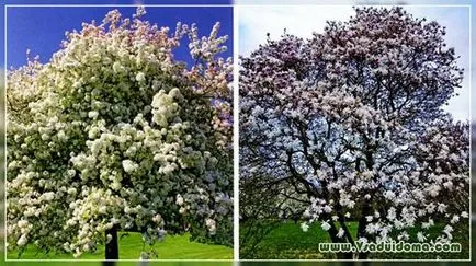 Fák és bokrok virágzik a tavasz - fotók, helyén a kertben, ház és a szobanövények