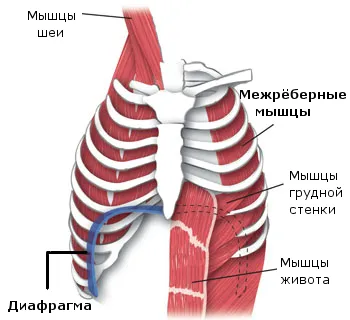 дихателната мускулатура