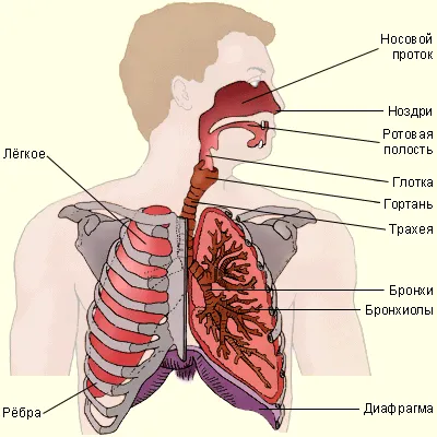 Дишането и физическо възпитание