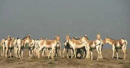 Wild задника начин на живот снимка