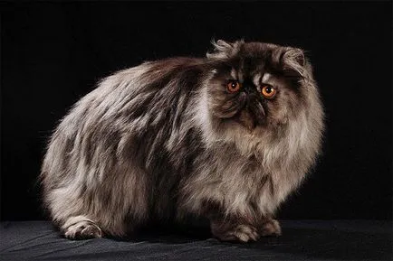 Füstös perzsa macska fotó, perzsa macska, füstös perzsák, alapozás, sima szín,