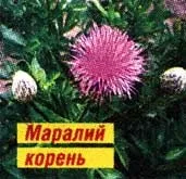 Трави приворотні, ви здорові