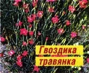 Трави приворотні, ви здорові