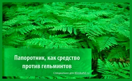 Трави від глистів список найбільш ефективних глистогінних трав (глистів) Трави від глистів список найбільш ефективних глистогінних трав