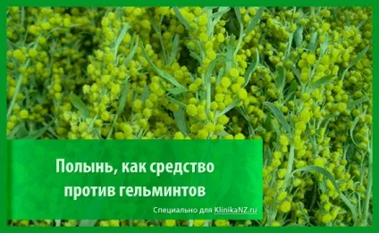 Трави від глистів список найбільш ефективних глистогінних трав (найбільш) Трави від глистів список найбільш ефективних глистогінних трав