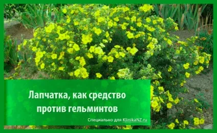 Трави від глистів список найбільш ефективних глистогінних трав (ефективних) Трави від глистів список найбільш ефективних глистогінних трав