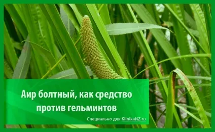 Трави від глистів список найбільш ефективних глистогінних трав (найбільш) Трави від глистів список найбільш ефективних глистогінних трав