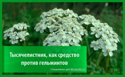 Трави від глистів список найбільш ефективних глистогінних трав (трави) Трави від глистів список найбільш ефективних глистогінних трав