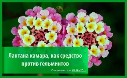 Трави від глистів список найбільш ефективних глистогінних трав (трави) Трави від глистів список найбільш ефективних глистогінних трав