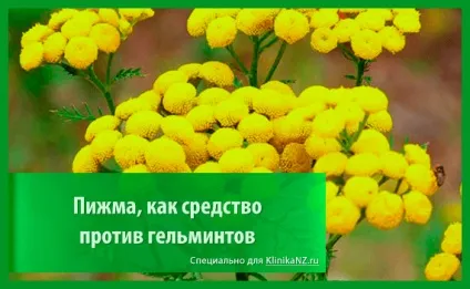 Трави від глистів список найбільш ефективних глистогінних трав (трави) Трави від глистів список найбільш ефективних глистогінних трав
