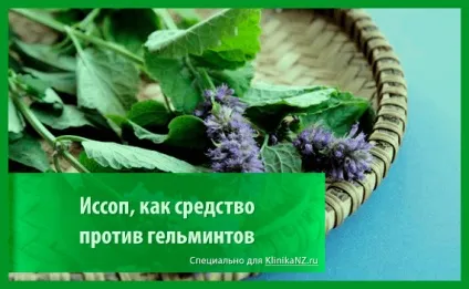 Трави від глистів список найбільш ефективних глистогінних трав (найбільш) Трави від глистів список найбільш ефективних глистогінних трав