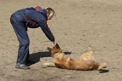 Трюки для собак