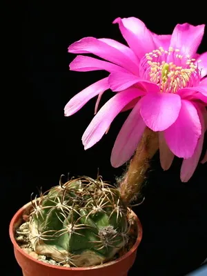 Начало Echinopsis цвете снимка цъфтящи кактуси, имената на видовете, грижи у дома