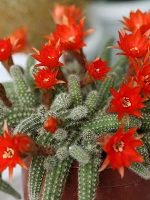 Начало Echinopsis цвете снимка цъфтящи кактуси, имената на видовете, грижи у дома