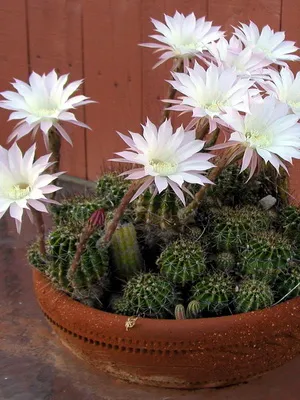 Főoldal Echinopsis virág fotó virágzó kaktusz, fajnév, otthoni gondozást