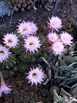 Начало Echinopsis цвете снимка цъфтящи кактуси, имената на видовете, грижи у дома