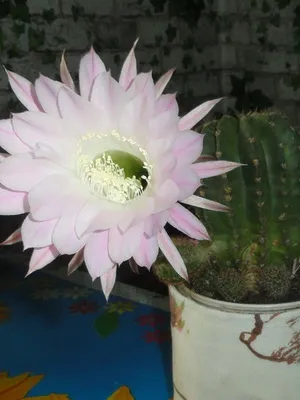 Начало Echinopsis цвете снимка цъфтящи кактуси, имената на видовете, грижи у дома