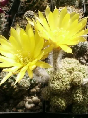 Főoldal Echinopsis virág fotó virágzó kaktusz, fajnév, otthoni gondozást