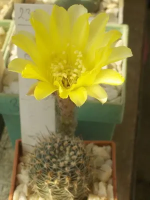 Начало Echinopsis цвете снимка цъфтящи кактуси, имената на видовете, грижи у дома