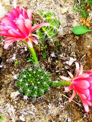 Начало Echinopsis цвете снимка цъфтящи кактуси, имената на видовете, грижи у дома