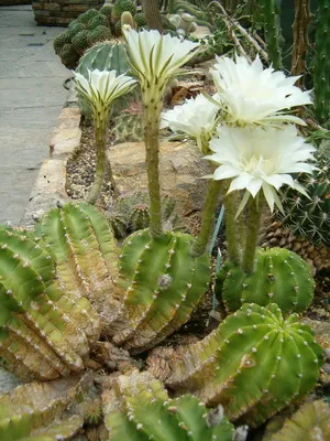 Főoldal Echinopsis virág fotó virágzó kaktusz, fajnév, otthoni gondozást