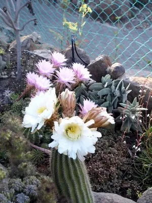 Начало Echinopsis цвете снимка цъфтящи кактуси, имената на видовете, грижи у дома