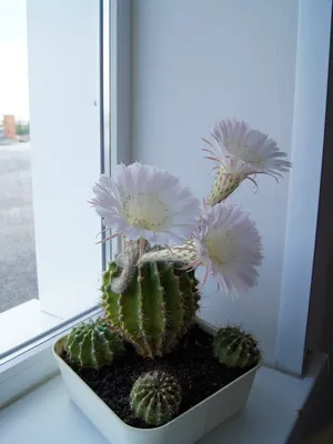 Főoldal Echinopsis virág fotó virágzó kaktusz, fajnév, otthoni gondozást