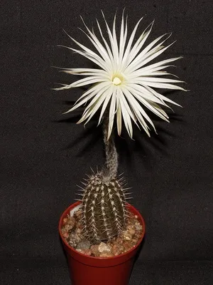 Начало Echinopsis цвете снимка цъфтящи кактуси, имената на видовете, грижи у дома