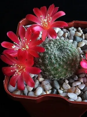 Főoldal Echinopsis virág fotó virágzó kaktusz, fajnév, otthoni gondozást