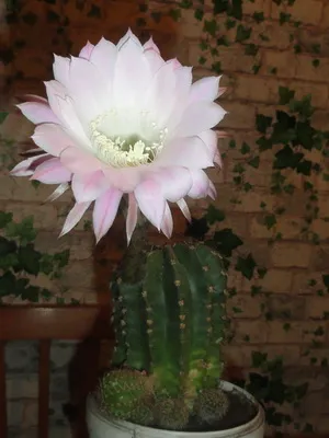 Начало Echinopsis цвете снимка цъфтящи кактуси, имената на видовете, грижи у дома