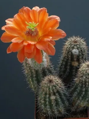 Начало Echinopsis цвете снимка цъфтящи кактуси, имената на видовете, грижи у дома